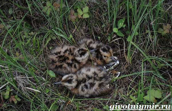 Керлью-среда обитания-и-образ жизни-11