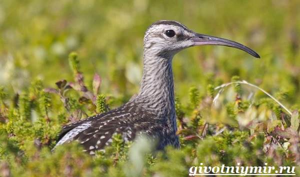 Curlew-bird-Habitat-and-lifestyle-curlew-8