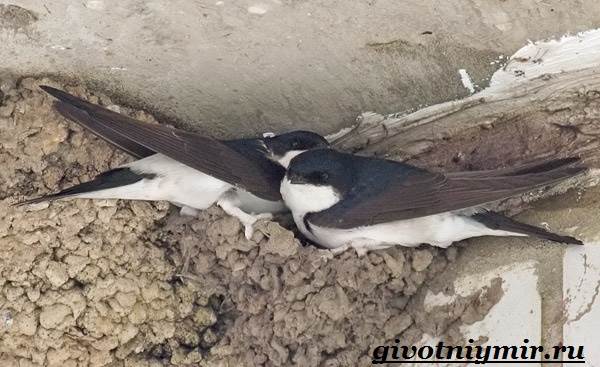 Образ жизни и среда обитания ласточки-птицы-9