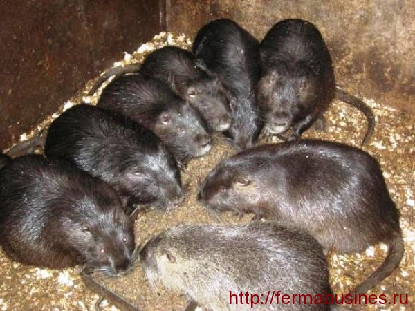 Животные за поеданием корма