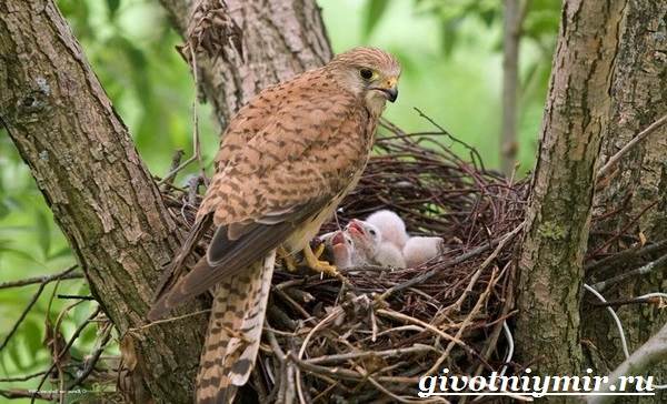 Пустельга-птица-среда обитания-и-образ жизни-пустельга-8