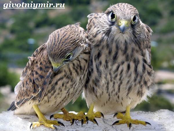 Пустельга-птица-среда обитания-и-образ жизни-пустельга-9