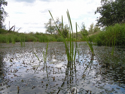 Загрязнение рек Загрязнение рек