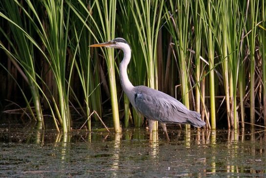 Растительный мир Африки: список редких представителей флоры и фауны, эндемики африканского континента