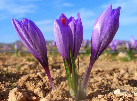 Крымские эндемичные растения и животные