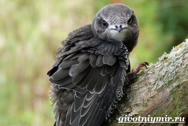 Стриж-птица-Образ-жизни-и-среда-бытия-стрижа-10