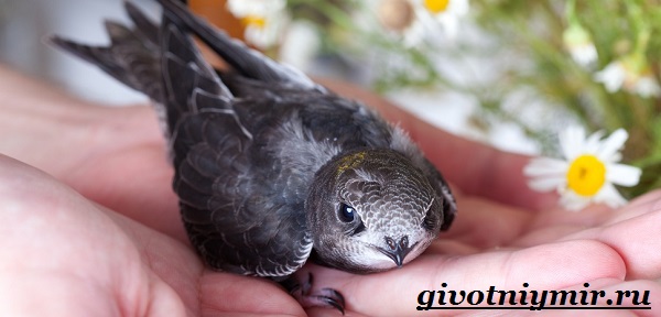 Стриж-птица-Образ-жизни-и-среда-бытия-стрижа-11