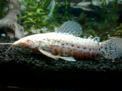 БЕЛЫЙ ТАРАКТУМ