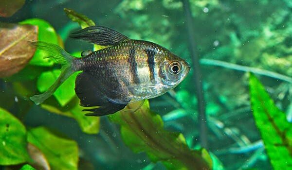 Тернеция — мирная и популярная аквариумная рыбка
