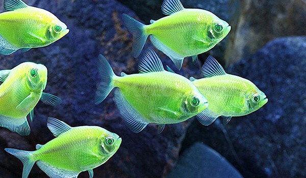 Тернеция — мирная и популярная аквариумная рыбка