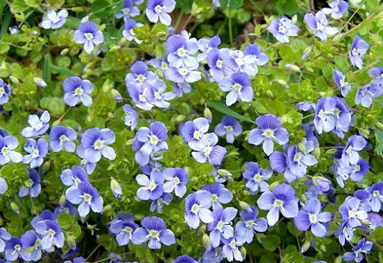 Красная книга Краснодарского края