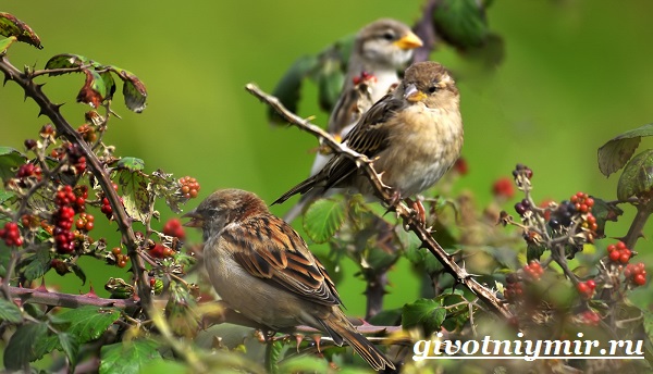 Воробей-птица-образ жизни и среда обитания-воробей-13
