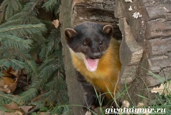 Харза-животное-Среда-обитания-и-образ-жизни-харзы-5