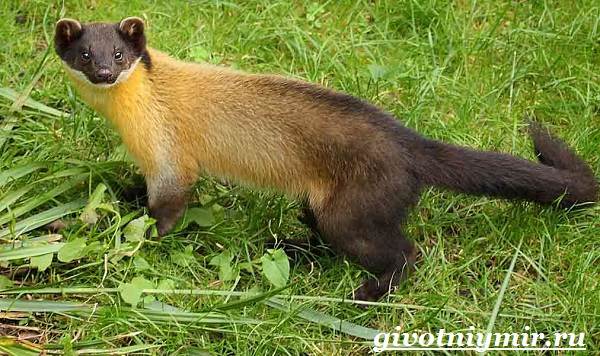 Харза-животное-Среда-обитания-и-образ-жизни-харзы-6