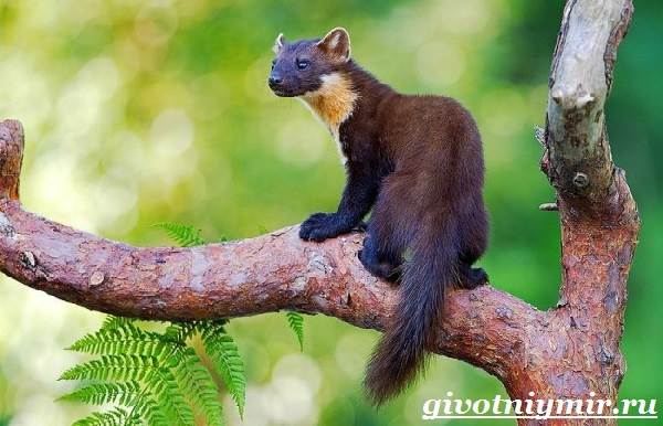 Харза-животное-Среда-обитания-и-образ-жизни-харзы-7