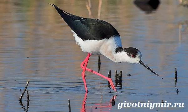 Ходулочник-птица-Среда-обитания-и-образ-жизни-ходулочника-4