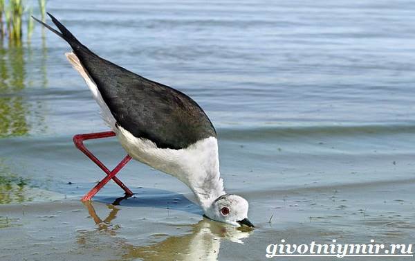 Ходулочник-птица-Среда-обитания-и-образ-жизни-ходулочника-5