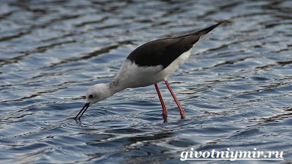 Ходулочник-птица-Среда-обитания-и-образ-жизни-ходулочника-6