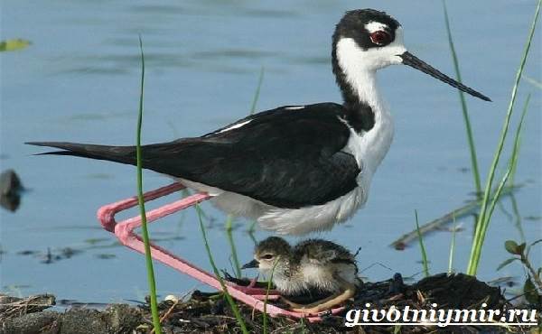 Ходулочник-птица-Среда-обитания-и-образ-жизни-ходулочника-8
