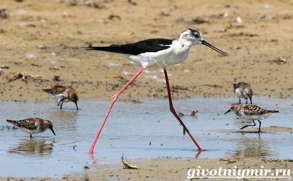 Ходулочник-птица-Среда-обитания-и-образ-жизни-ходулочника-9