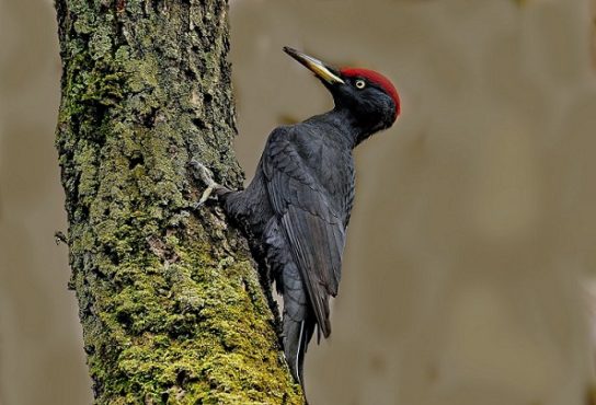 Животные Тайги