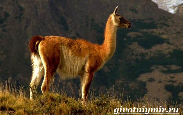 Животное-гуанако-Образ-жизни-и-среда-обитания-ламы-гуанако-4