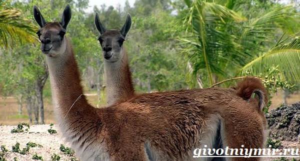 Животное-гуанако-Образ-жизни-и-среда-обитания-ламы-гуанако-9