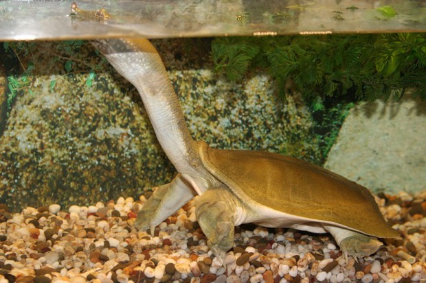 Содержание трионикса в домашних условиях, кормление и уход