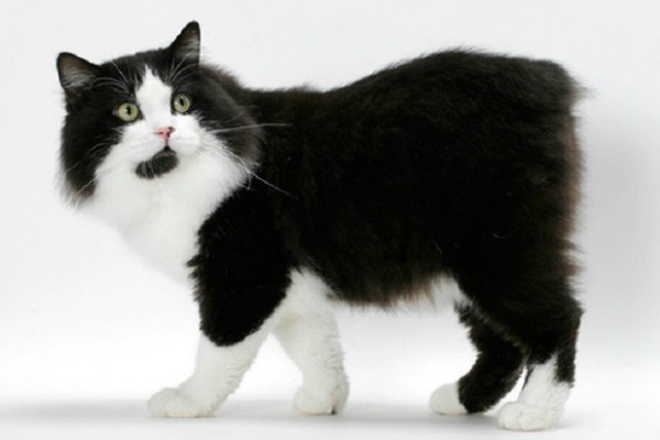 кимрик кошка