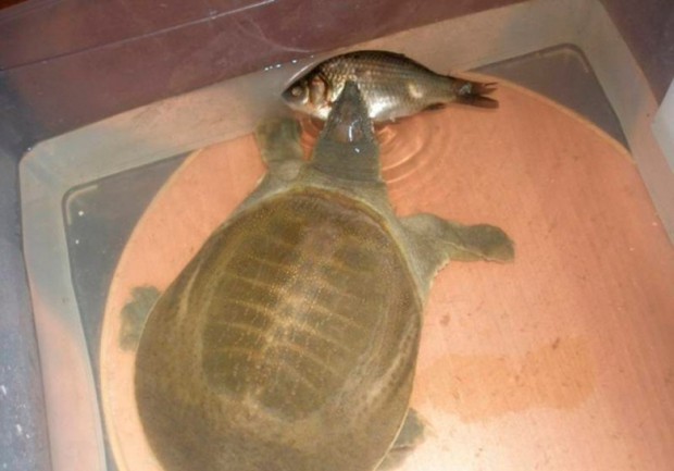 Содержание трионикса в домашних условиях, кормление и уход