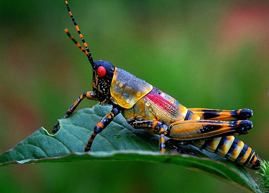 Большое изображение кузнечика