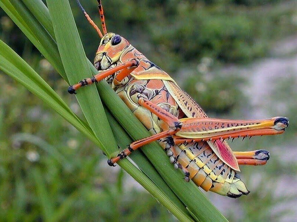 Как выглядит кузнечик картинка