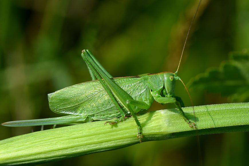 Зеленый кузнечик (Tettigonia viridissima)
