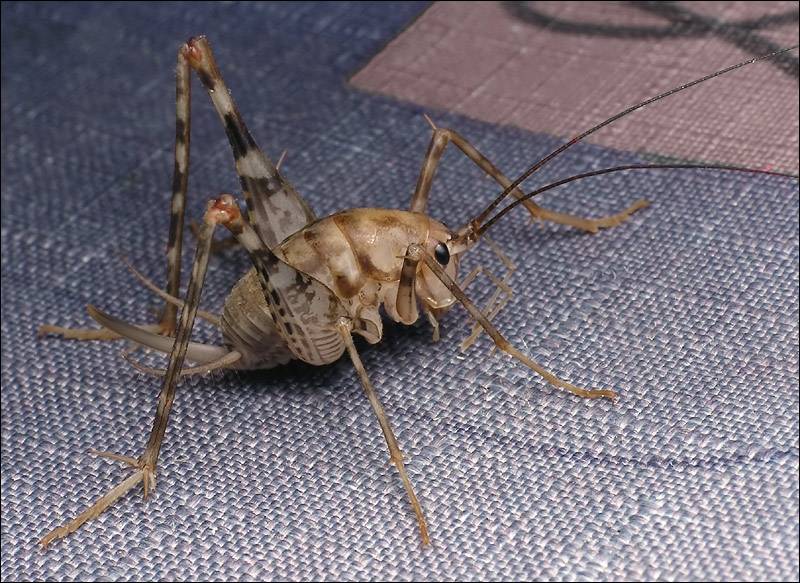 Картинка кузнечика в теплице