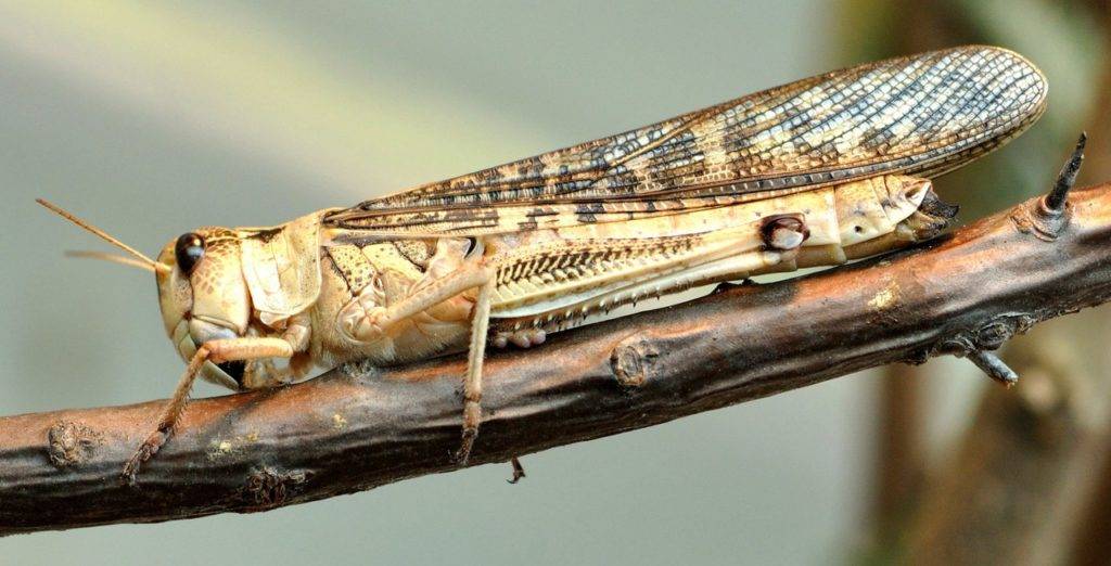 Перелетная (азиатская) саранча Перелетная (азиатская) саранча