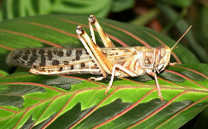 Пустынная саранча Пустынная саранча