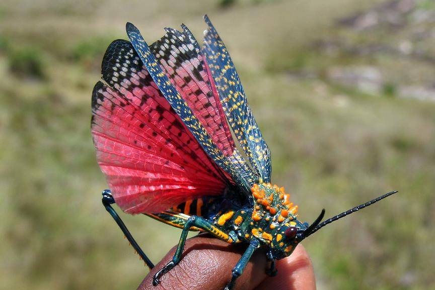 Радужная саранча (лат. Phymateus saxosus) Радужная саранча (лат. Phymateus saxosus)