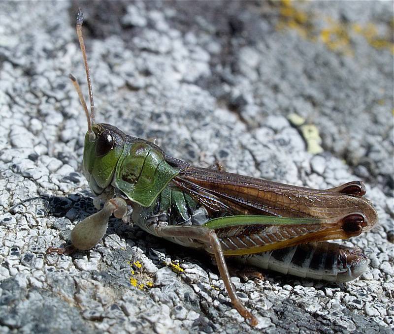 Сибирская кобылка (лат. Gomphocerus sibiricus) Сибирская кобылка (лат. Gomphocerus sibiricus)