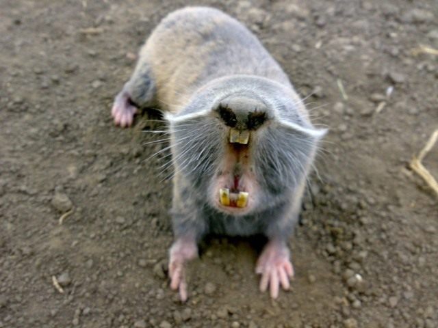 Обыкновенный слепыш Обыкновенный слепыш