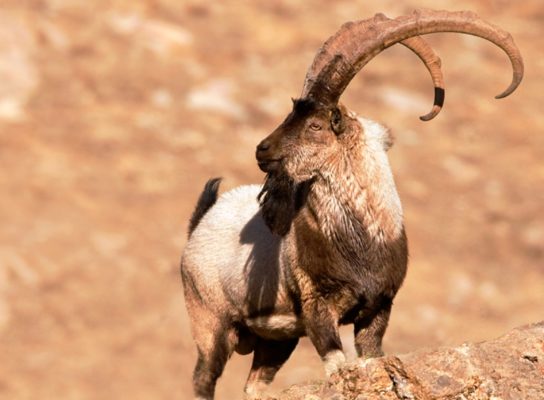 Животные пустыни и их удивительные механизмы приспособления