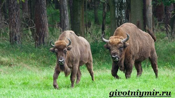 Бизон-животное-Образ-жизни-и-среда-обитания-бизона-7