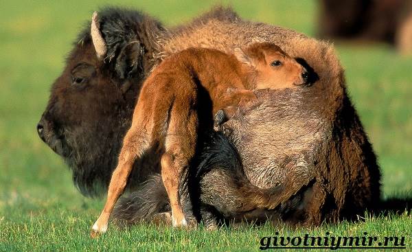 Бизон-животное-Образ-жизни-и-среда-обитания-бизона-8
