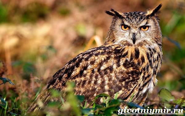 филин-птица-образ-жизни-и-среда-обитания-филина-1.jpg