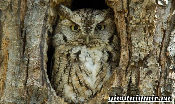 филин-птица-образ-жизни-и-среда-обитания-филина-11.jpg