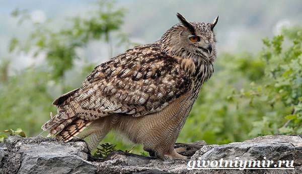 филин-птица-образ-жизни-и-среда-обитания-филина-2.jpg