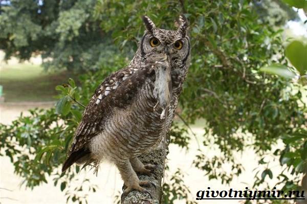 филин-птица-образ-жизни-и-среда-обитания-филина-3.jpg