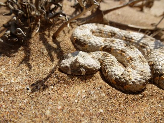 Растения и животные пустыни и полупустыни: флора и фауна тропического и субтропического мира