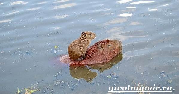 Водосвинка-животное-образ жизни-и-среда обитания-капибара-7
