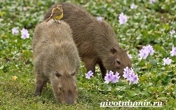 Водосвинка-животное-образ жизни-и-среда обитания-капибара-9