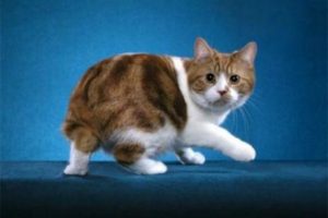 Породы кошек с короткими хвостами: список пород кошек с маленьким хвостом